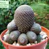 Rebutia _heliosa_ KK844 _12